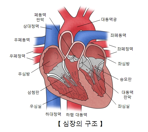 심장판막 질환