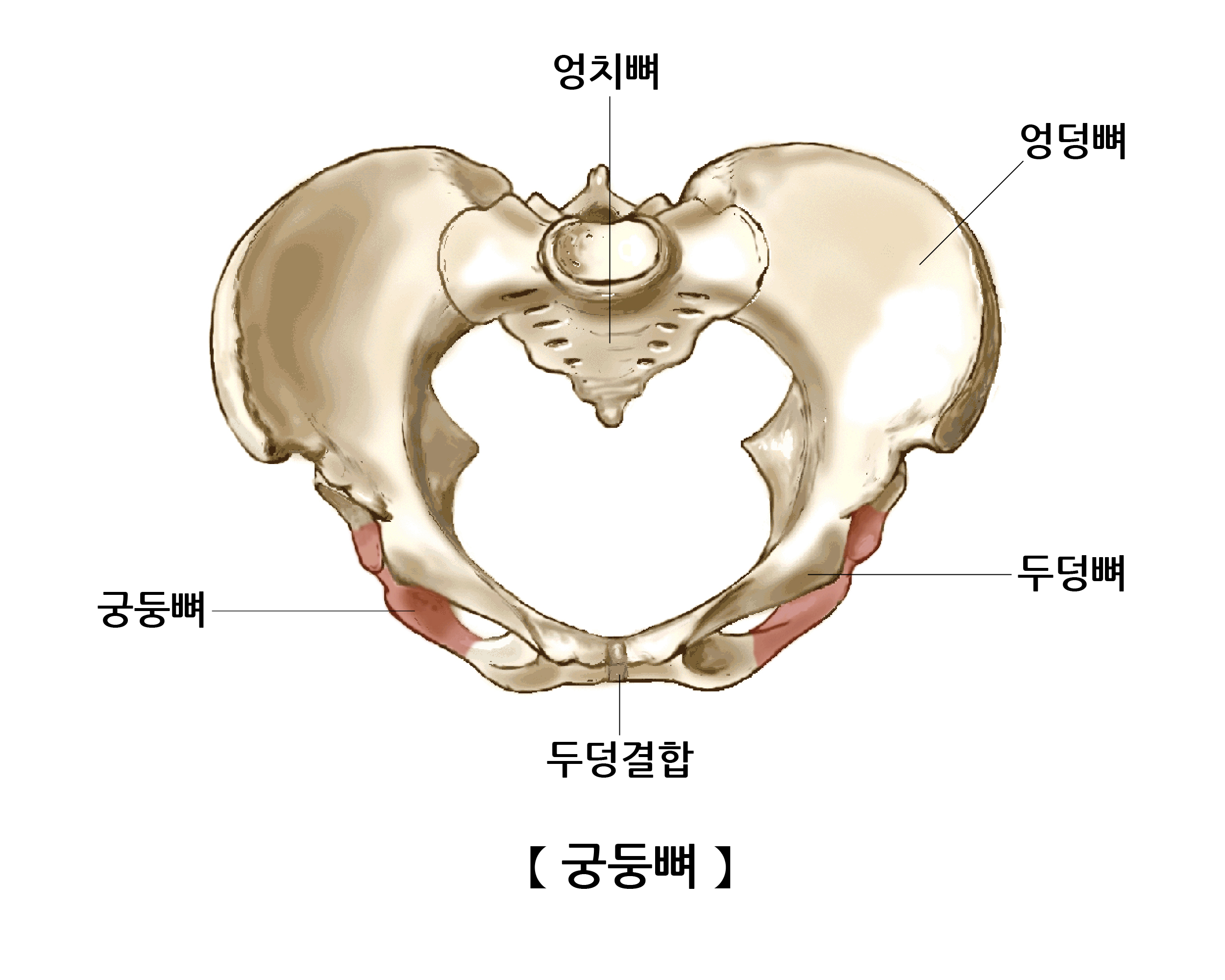 좌골(Ischium) | 인체정보 | 의료정보 | 건강정보 | 서울아산병원